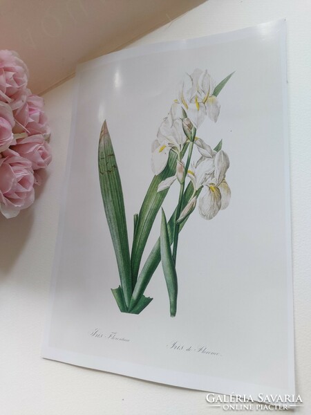 One of Pierre-Joseph Redouté's creations, woman's petal, botanical print reproduction.
