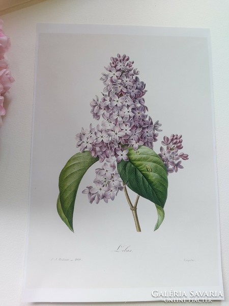One of Pierre-Joseph Redouté's beautiful creations, purple organ, botanical print reproduction.
