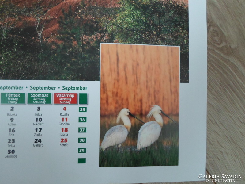 Poster calendar page 5: Darvas-tó bauxite lens, spoonbill; September (photo poster)