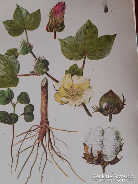 Csapody vera: cultural flora of Hungary color atlas