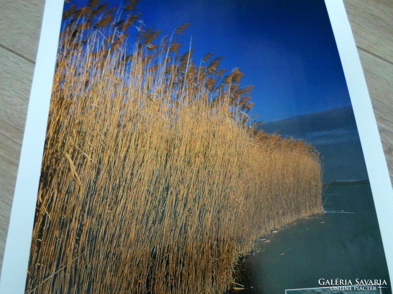 Poster calendar sheet 1.: Lake Velencei, reeds, Uhu; January (photo poster; owl)
