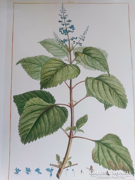 Bájos virágot ábrázoló antik botanikai nyomat reprodukciója 30 x 21,6 cm