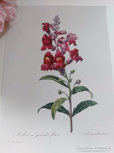 P.J. Redouté botanikai illusztrációja nyomat reprodukció 27,8 x 20 cm