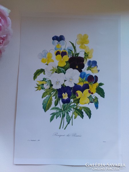 Árvácskacsokor P.J. Redouté kedvelt antik botanikai nyomatának reprodukciója 21,4 x 30,2 cm