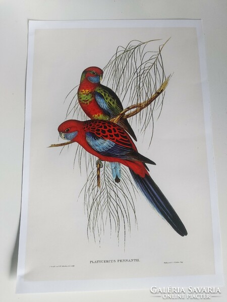 Beautiful colorful reproduction of an antique print depicting charming birds 30.2 x 20.8 cm