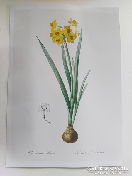 Reproduction of an antique print depicting a narcissus 30.2 x 21.9 cm