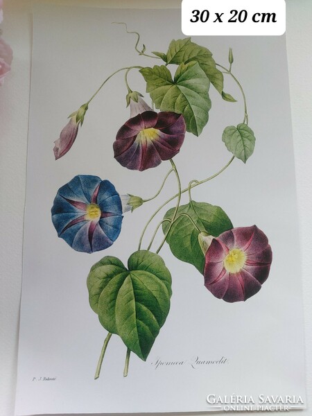 Reproduction of an old botanical print, morning glory flower 30.1 X 19.9