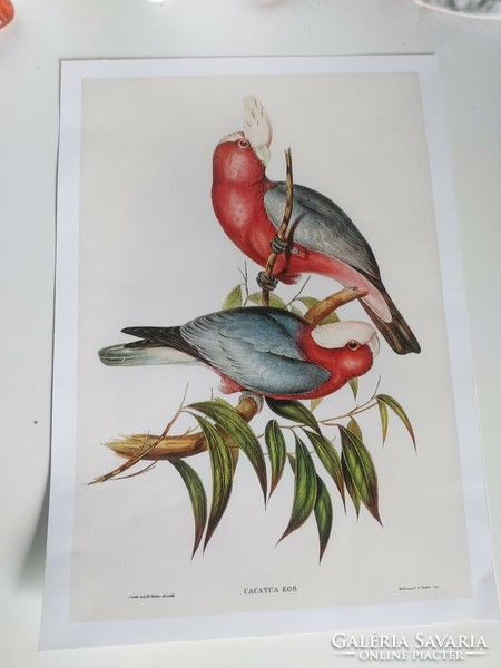 Csodaszép színes madarakat ábrázoló antik nyomat reprodukciója  30,2 x 20,5 cm