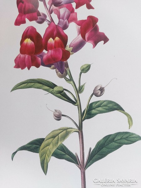 P.J. Redouté botanikai illusztrációja nyomat reprodukció 27,8 x 20 cm