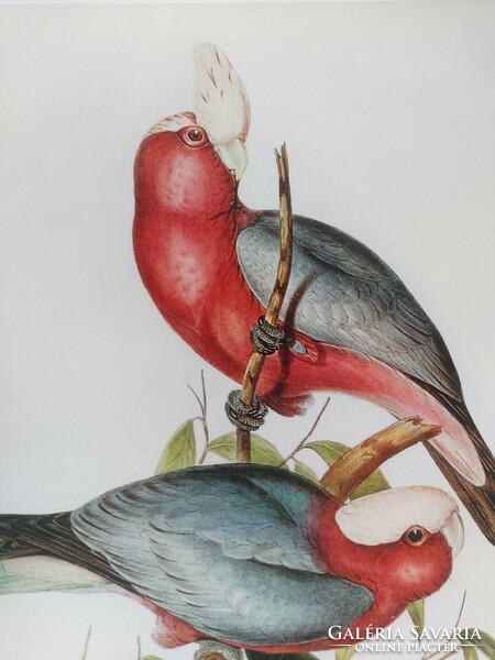 Reproduction of an antique print depicting beautiful colorful birds, 30.2 x 20.5 cm