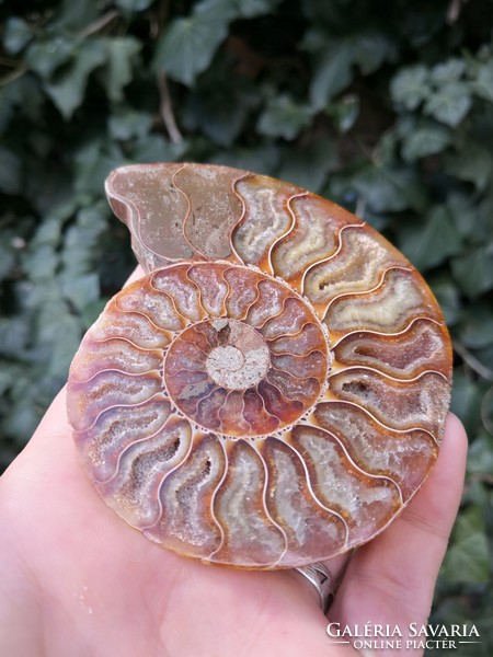 A beautiful ammonite fossil