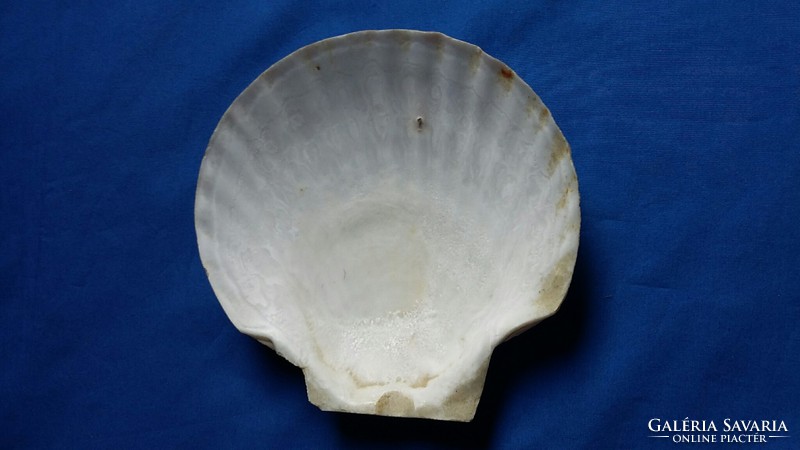 15.5 Cm- shell shells