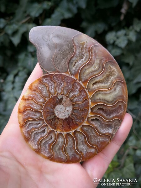 A beautiful ammonite fossil