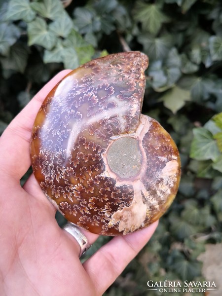 A beautiful ammonite fossil