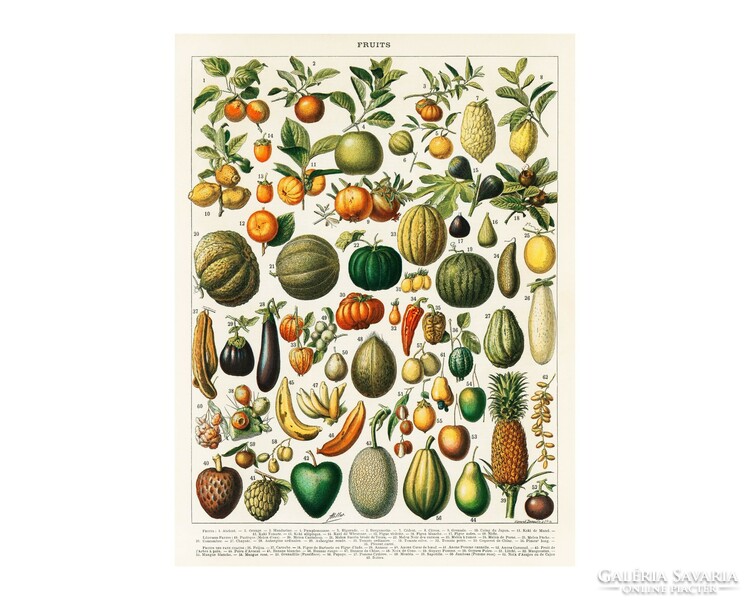 Vintage, 1898-as, gyümölcsöket ábrázoló látványos poszter reprodukciója 52*39 cm