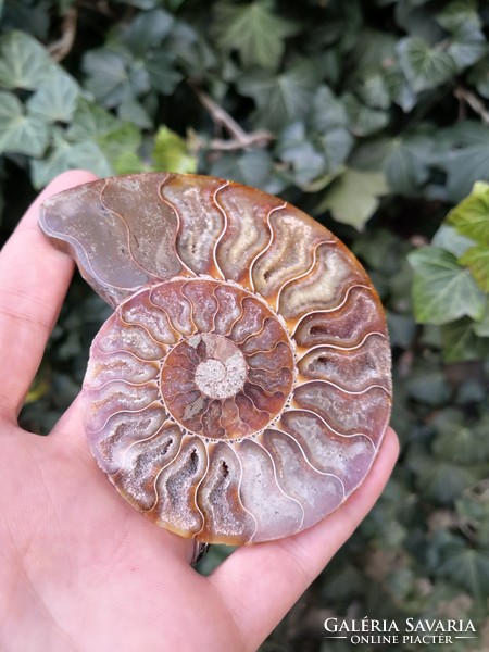 A beautiful ammonite fossil