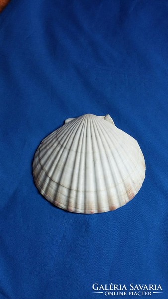 15,5 cm- Shell kagyló