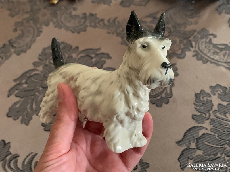 Porcelán terrier kutya