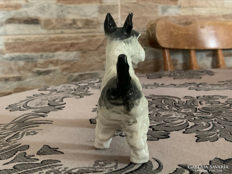 Porcelán terrier kutya