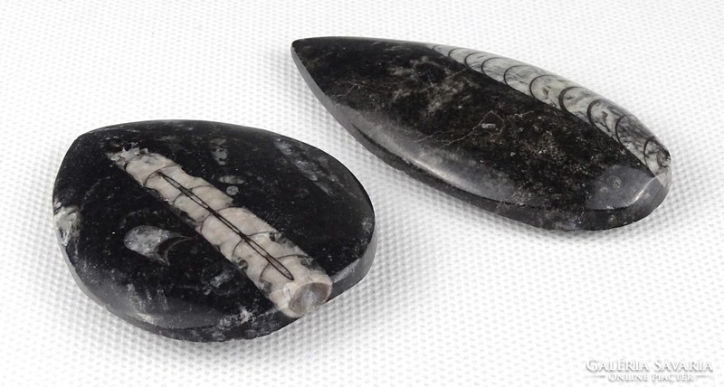 1Q931 orthoceras fossil grind 2 pieces