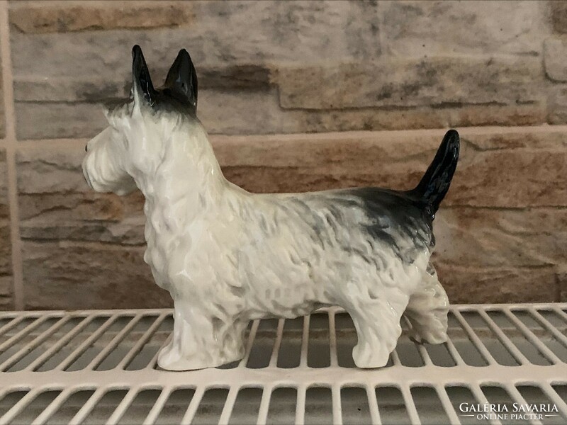 Porcelain terrier dog