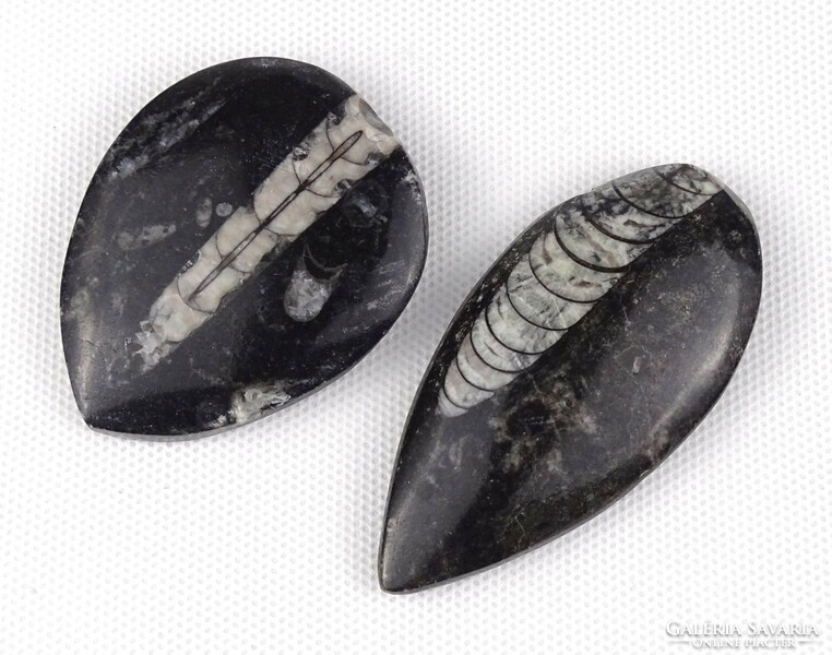 1Q931 orthoceras fossil grind 2 pieces