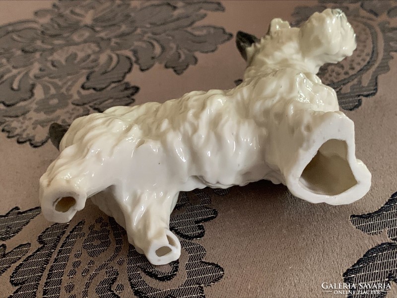 Porcelain terrier dog