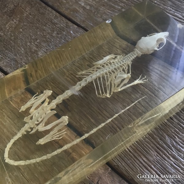Régi plexi üvegben egér csontváz, szemléltető eszköz