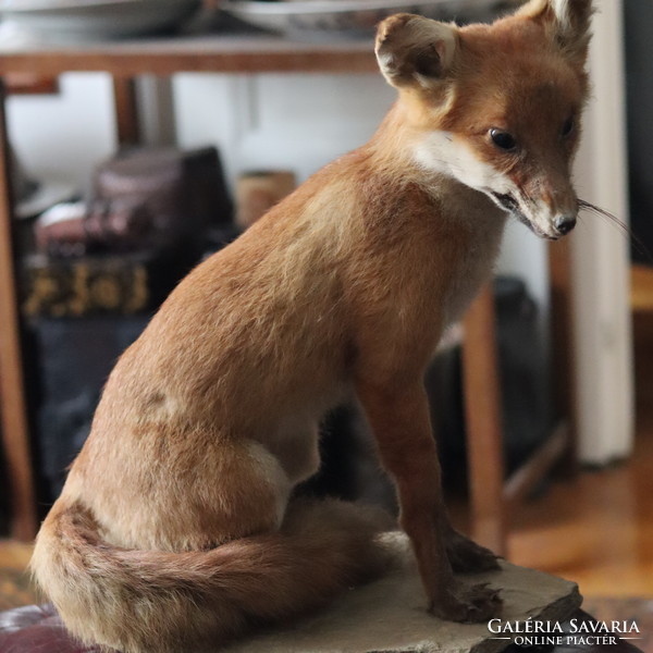 Antik róka preparátum Taxidermy Fox Vulpes Vulpes