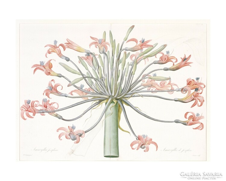 P.J. Redouté, antique botanical print reproduction, vintage poster