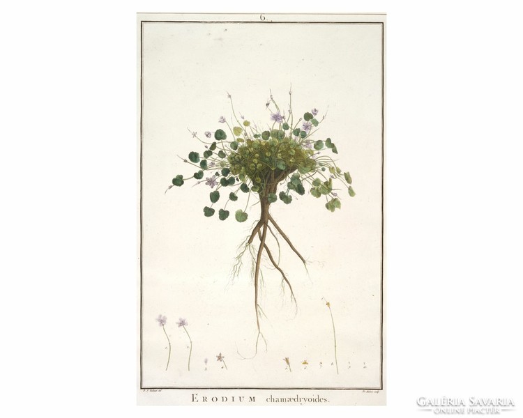 Antique botanical print reproduction, vintage poster, p.J. Redoubt