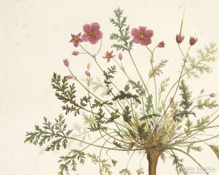 Antik botanikai nyomat reprodukciója, vintage plakát, P.J. Redouté