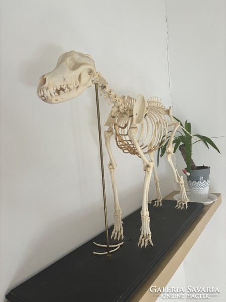Assembled dog skeleton