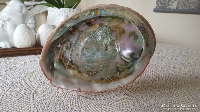 Hatalmas,gyönyörű Abalone kagyló