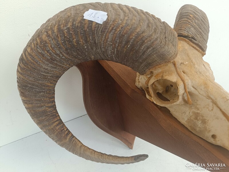 Antique mouflon horn trophy preparation 8650