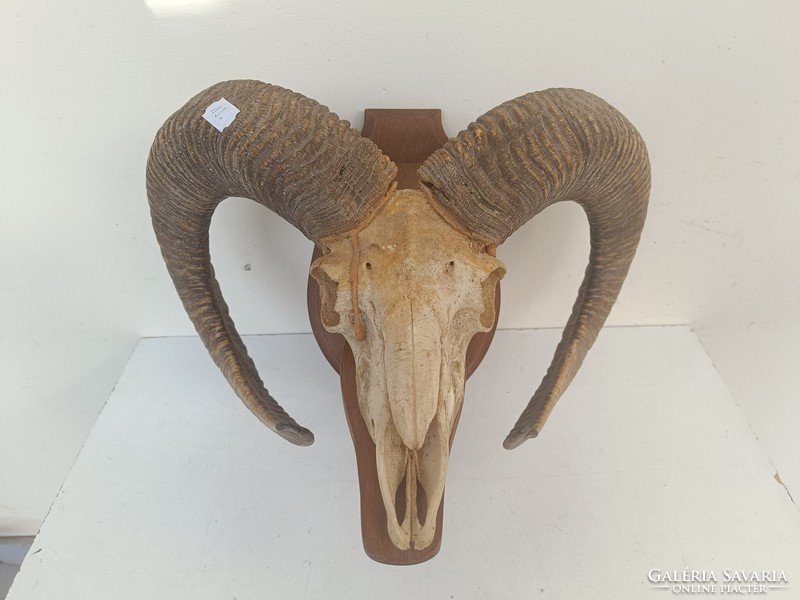 Antique mouflon horn trophy preparation 8650