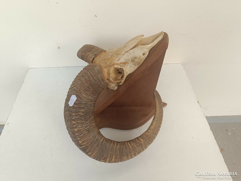 Antique mouflon horn trophy preparation 8650