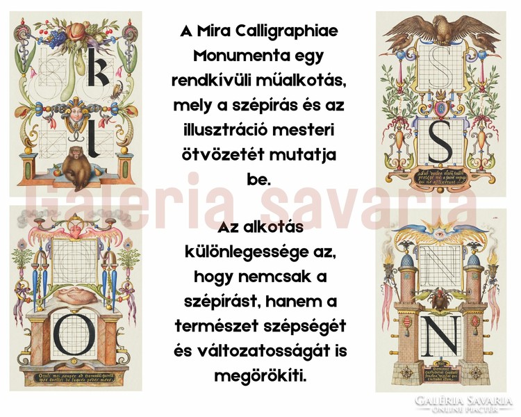 N betű gazdagon díszítve a 16. századból, a Mira Calligraphiae Monumenta alkotásból