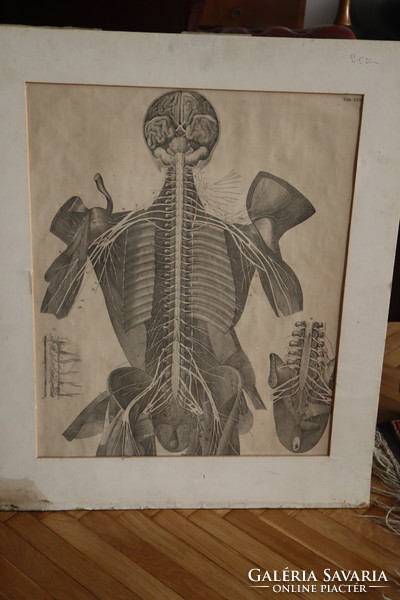 19. száradi Orvosi Metszet Idegrendszer /Medical  Science Nervous System Anathomical Map 1880