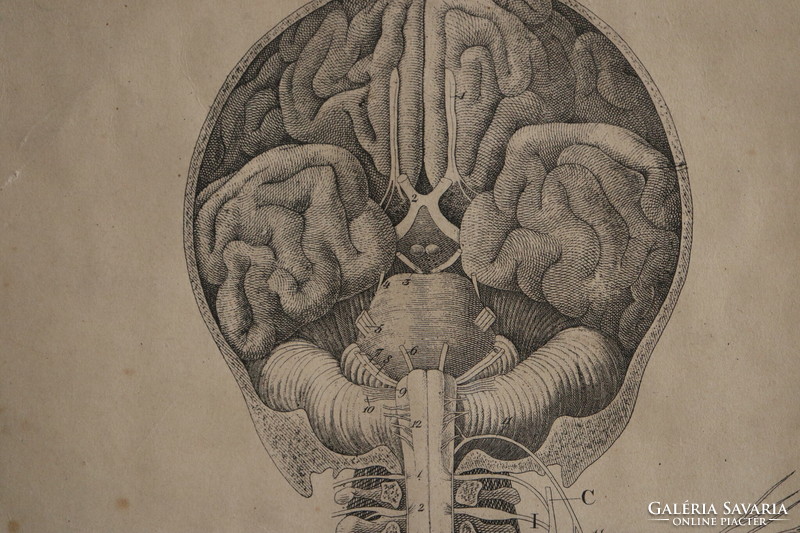 19. száradi Orvosi Metszet Idegrendszer /Medical  Science Nervous System Anathomical Map 1880