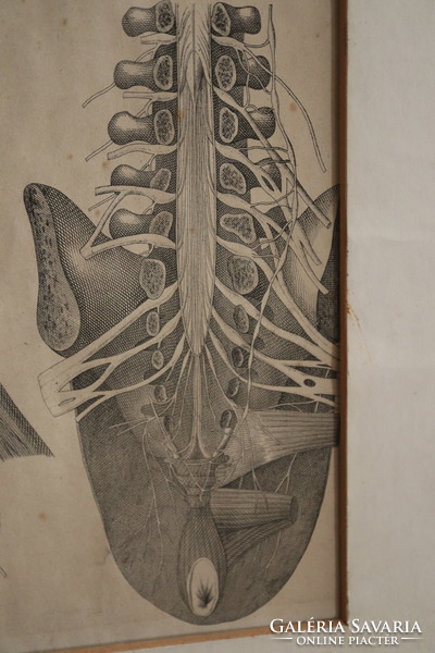 19. száradi Orvosi Metszet Idegrendszer /Medical  Science Nervous System Anathomical Map 1880