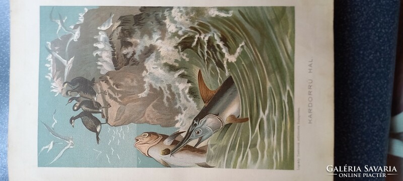 Brehm's World of Animals 1903-8. Volume of fish