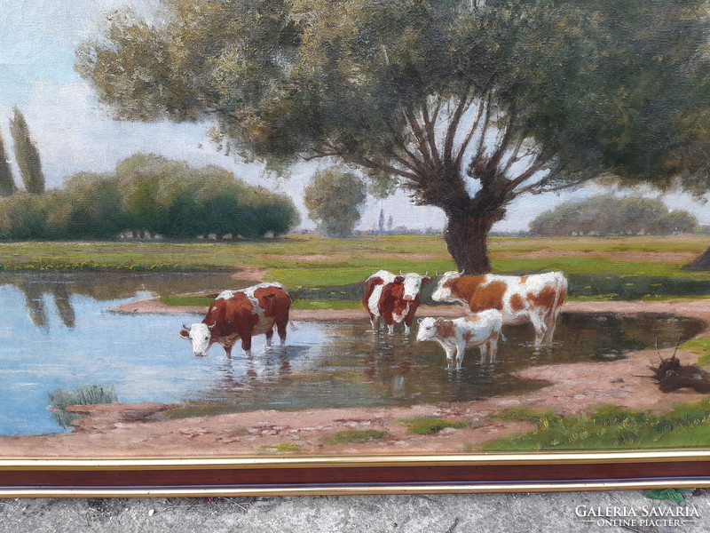 Lajos Németh: dairy cows