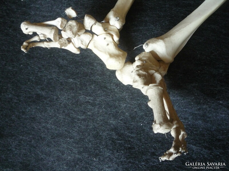 Skeleton.
