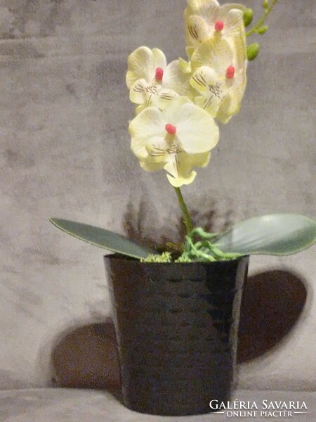 Mother's Day Orchid