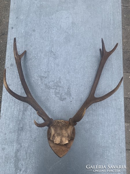 Deer antler trophy on a wooden base