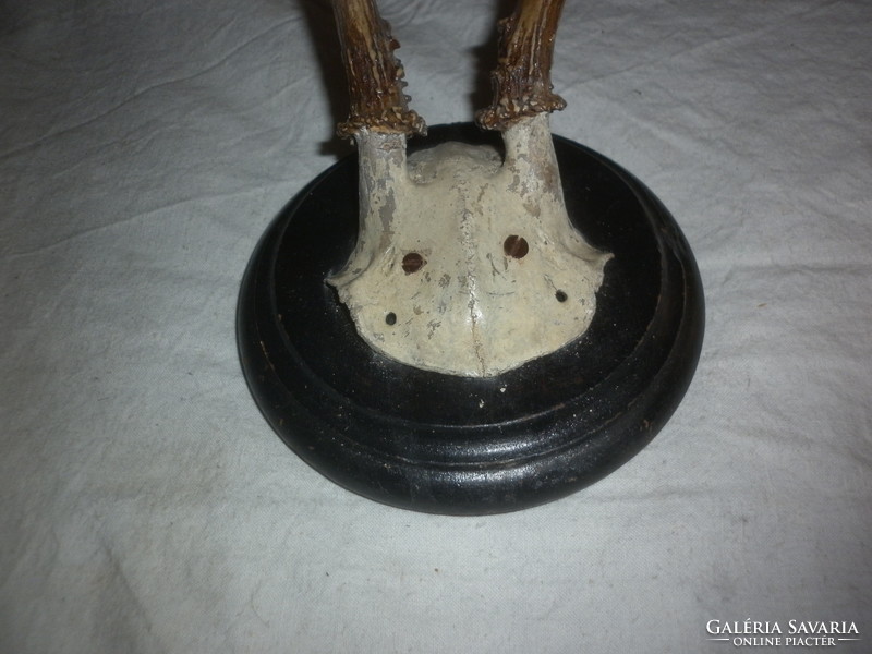 Old deer trophy