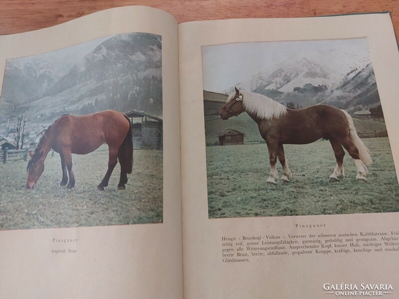 Pferde német lovaskönyv II. VH