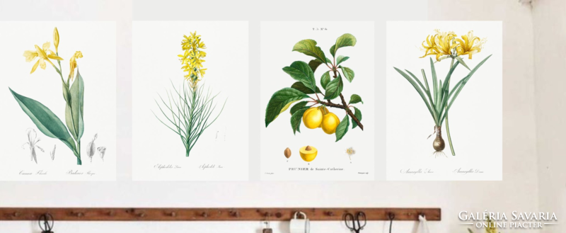 4 Piece reproduction of a beautiful botanical floral print, poster 30*40 cm, with 4 yellow flowers