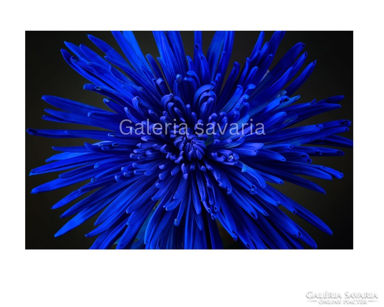 40*27 cm poster of a beautiful blue flower, without frame